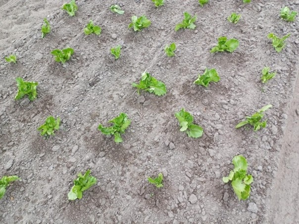 Een dag in het veld met Jacob Zijlma